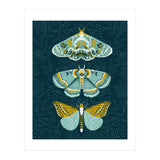 Lepidoptery8 (Print Only) thumbnail