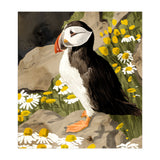 Puffin (Print Only) thumbnail