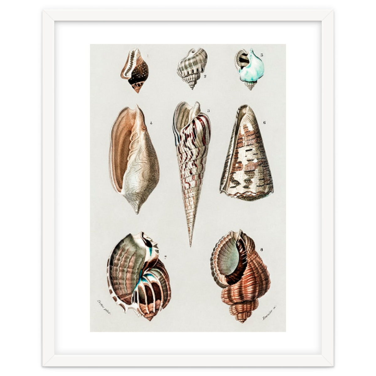 Different types of mollusks illustrated