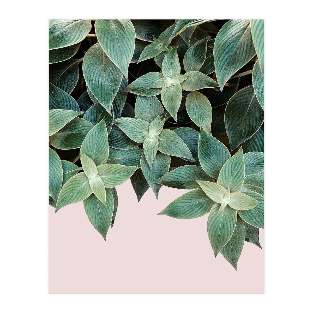 pianta pink (Print Only)