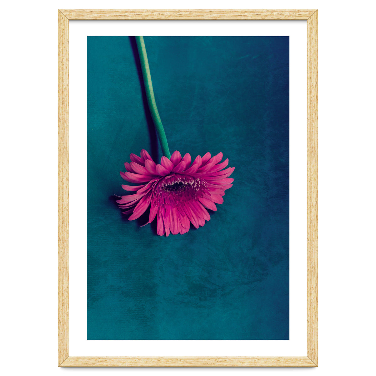 Gerbera for love