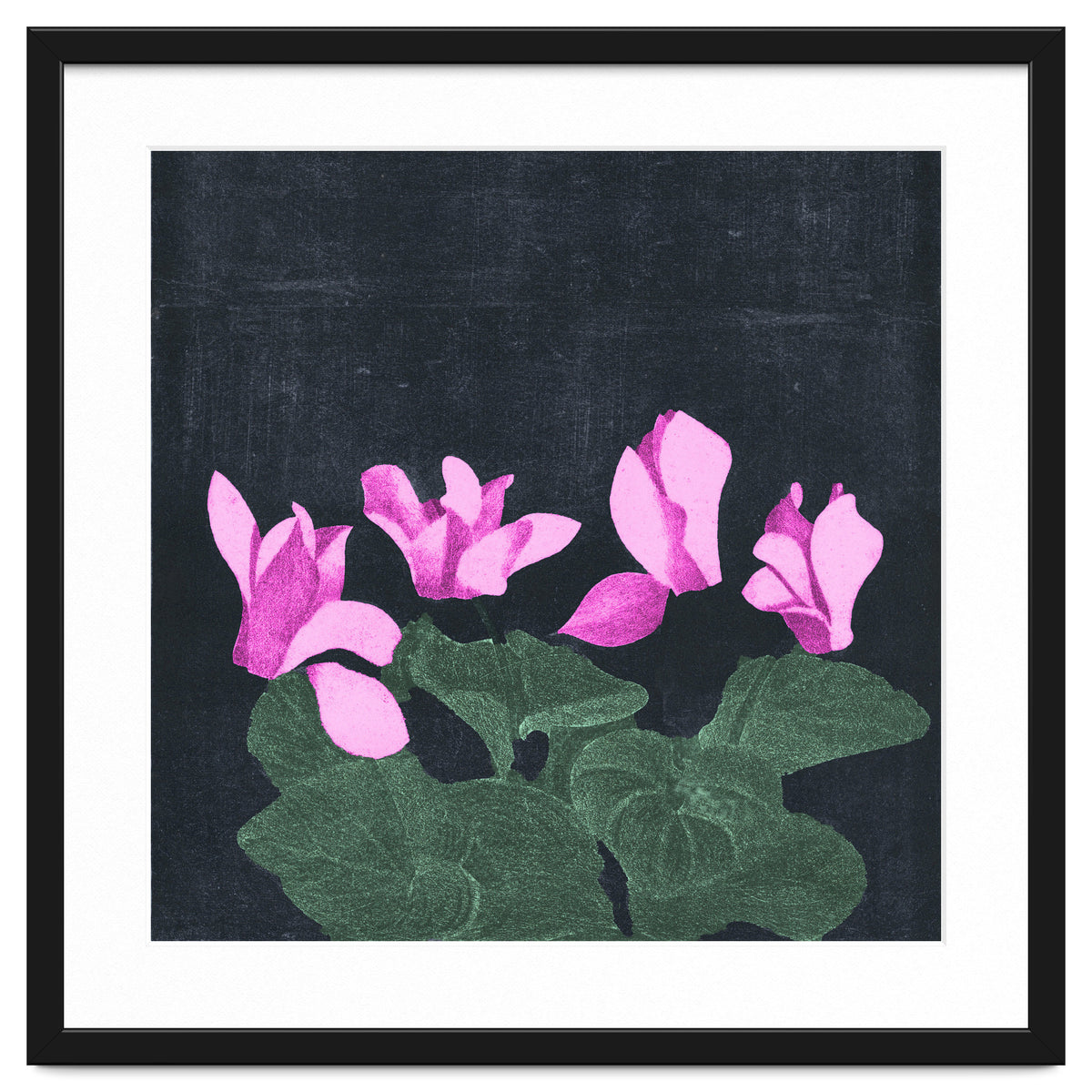 Cyclamen