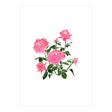 Rose V2 Art Print (Print Only) thumbnail