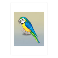 Blue and yellow macaw (Print Only)