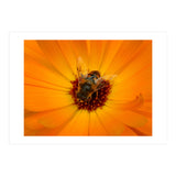 Bee Kind (Print Only) thumbnail
