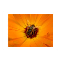 Bee Kind (Print Only)