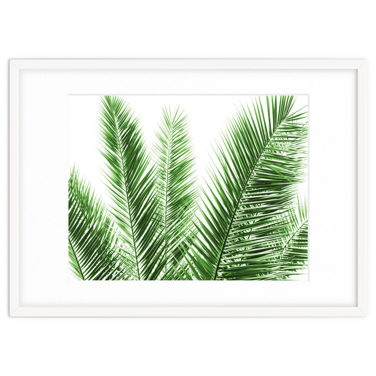 Palm Leaves