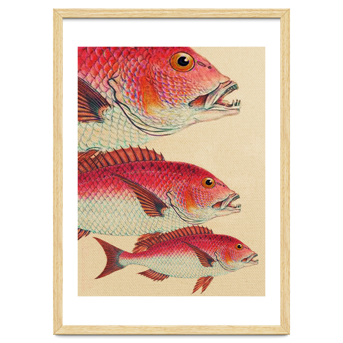 Fish Classic Designs 7