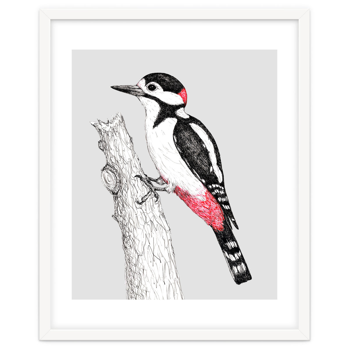 Great spotted woodpecker