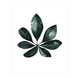 Botanical Illustration Arboricola Schefflera (Print Only) thumbnail