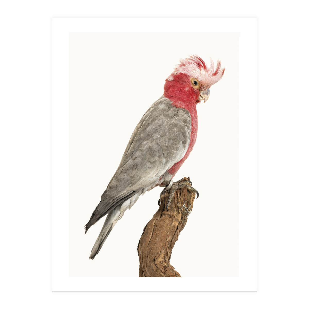 Cc Birds 02 (Print Only)