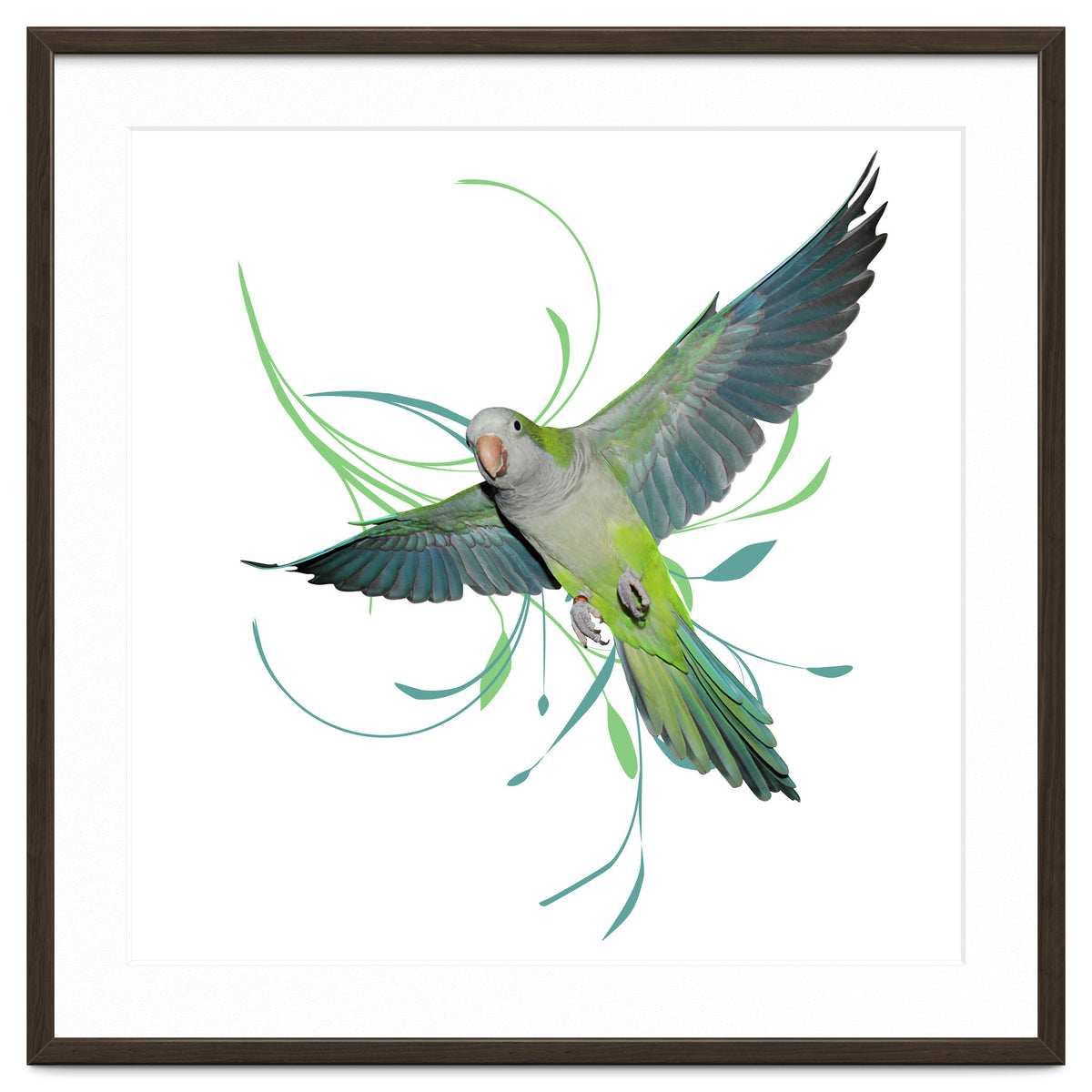 Flying quaker parrot