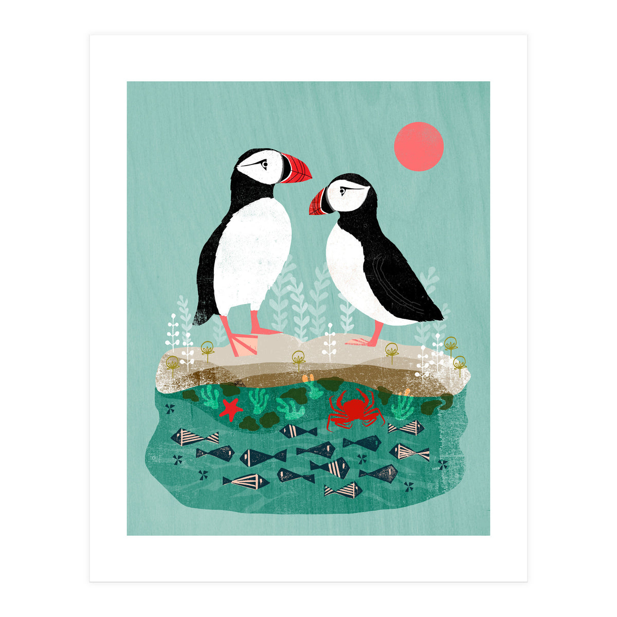 Puffin (Print Only)