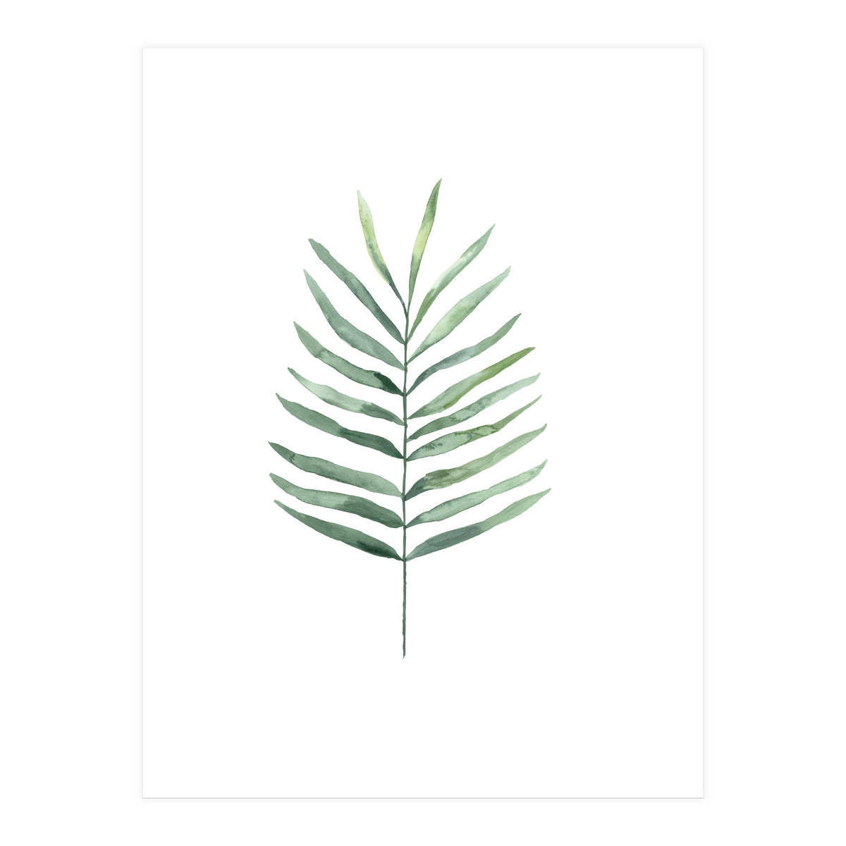 Botanical Illustration Fern (Print Only)