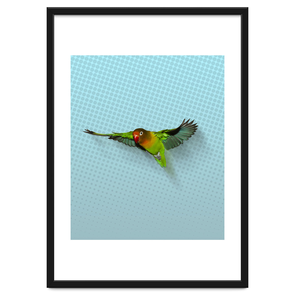 Flying lovebird