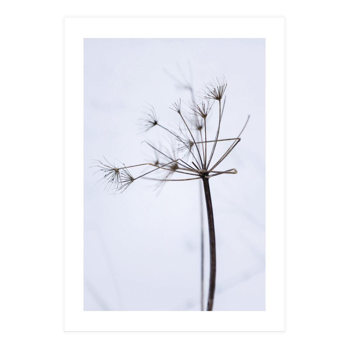 Wildflower in Winter (Print Only)