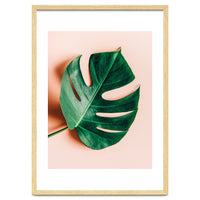 Monstera Shadow