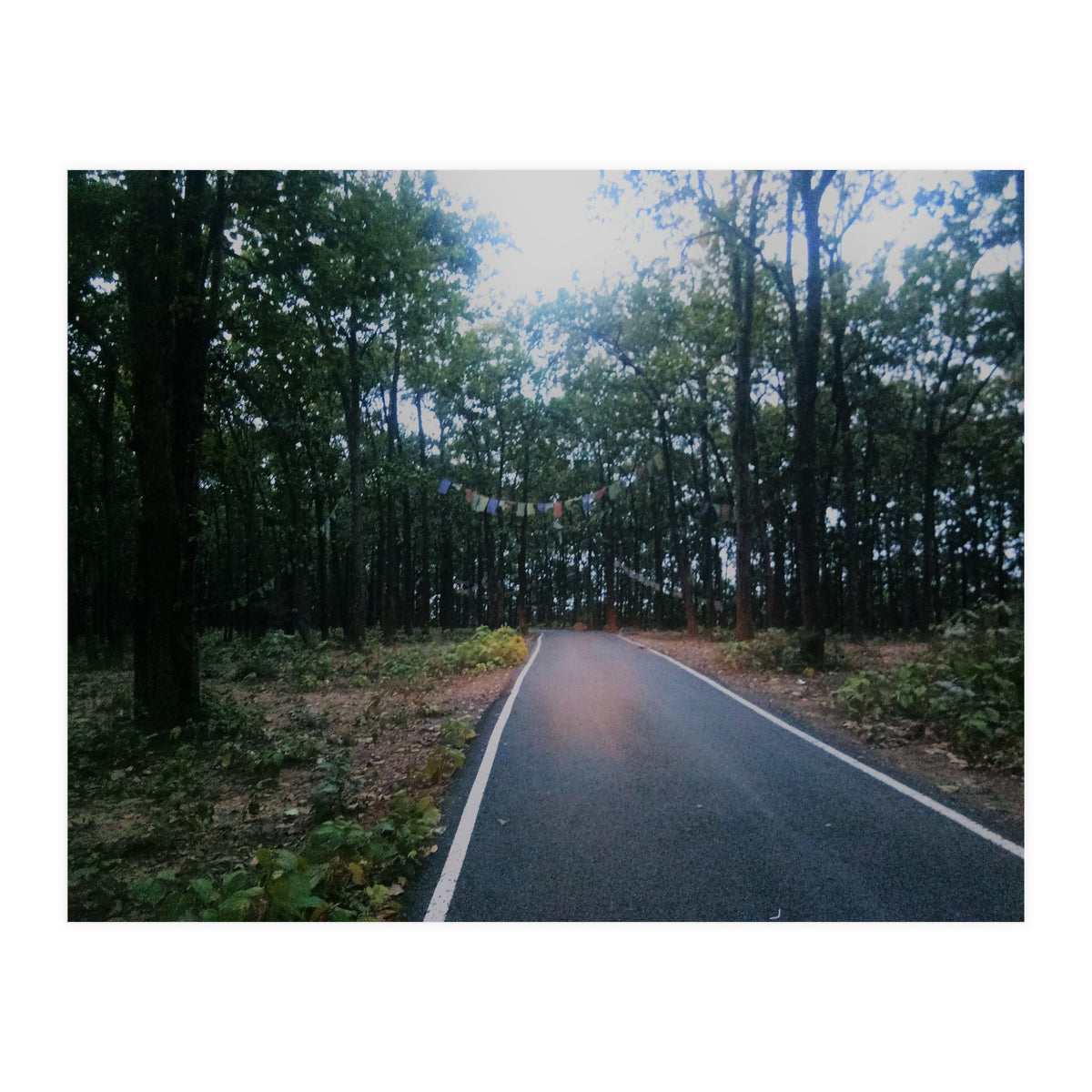 In To The Wild (Print Only)