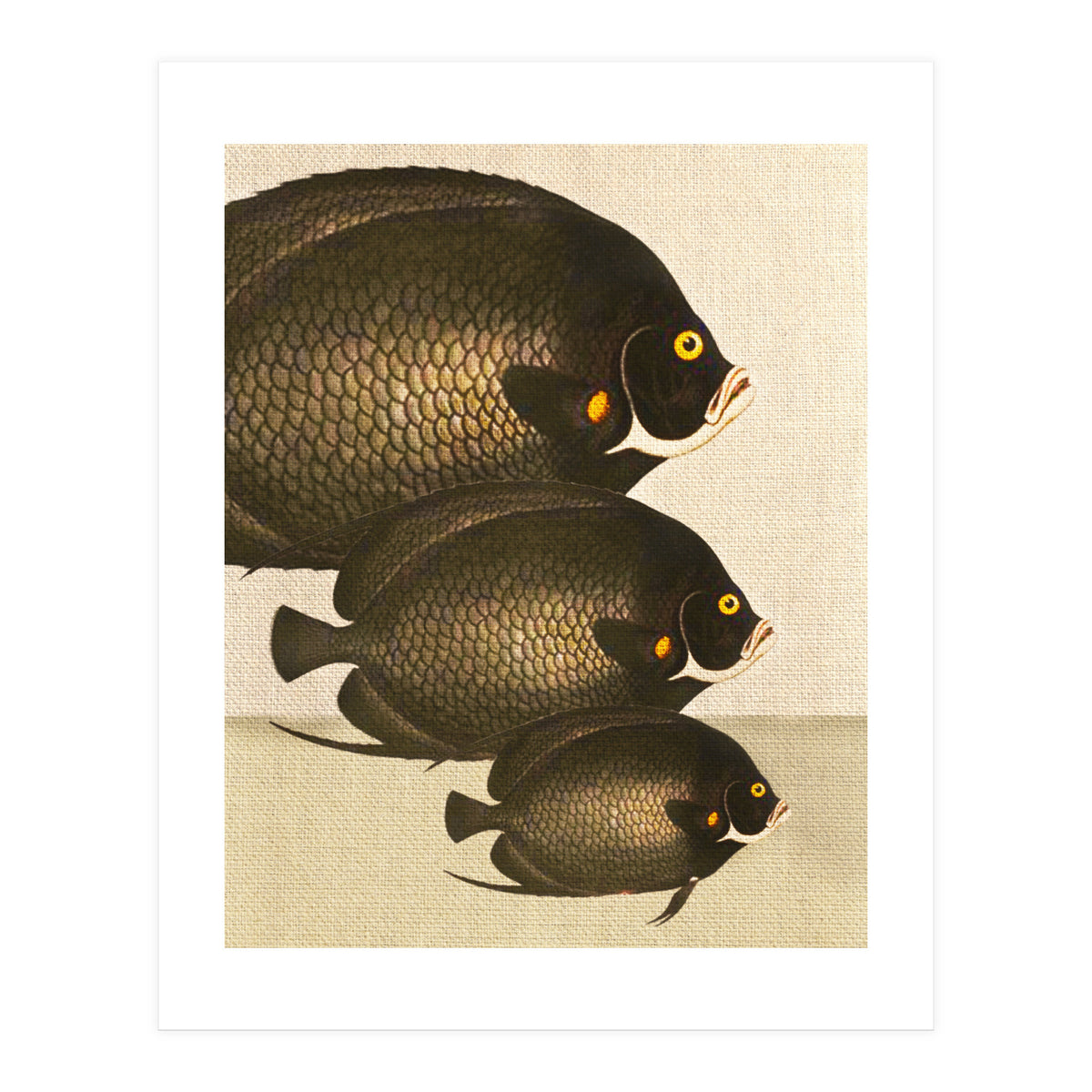 Fish Classic Designs 11 (Print Only)
