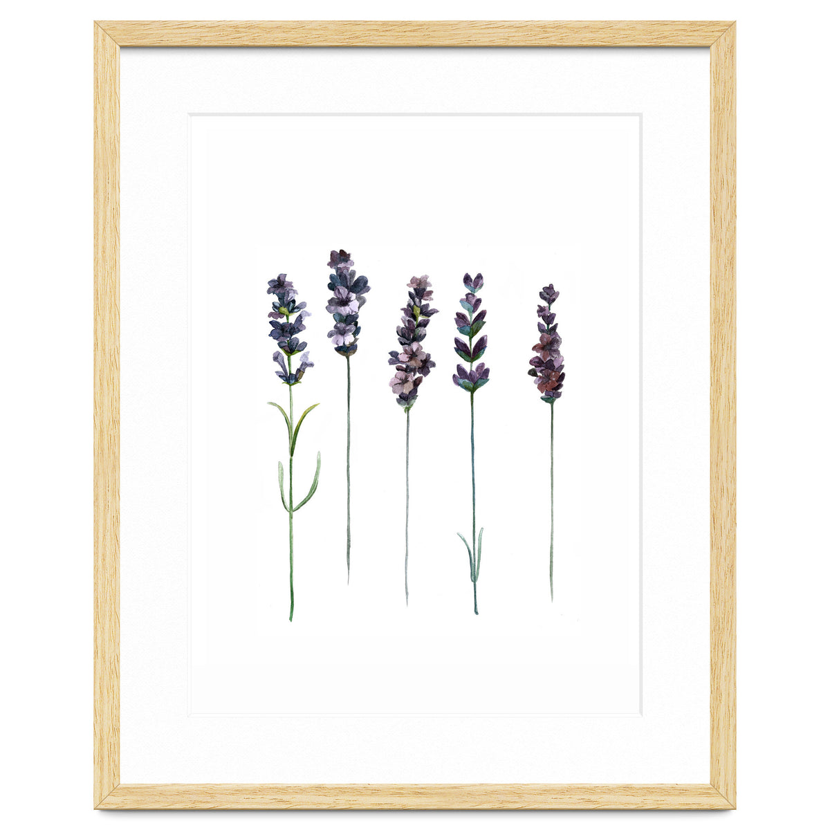 Botanical Illustration Lavender