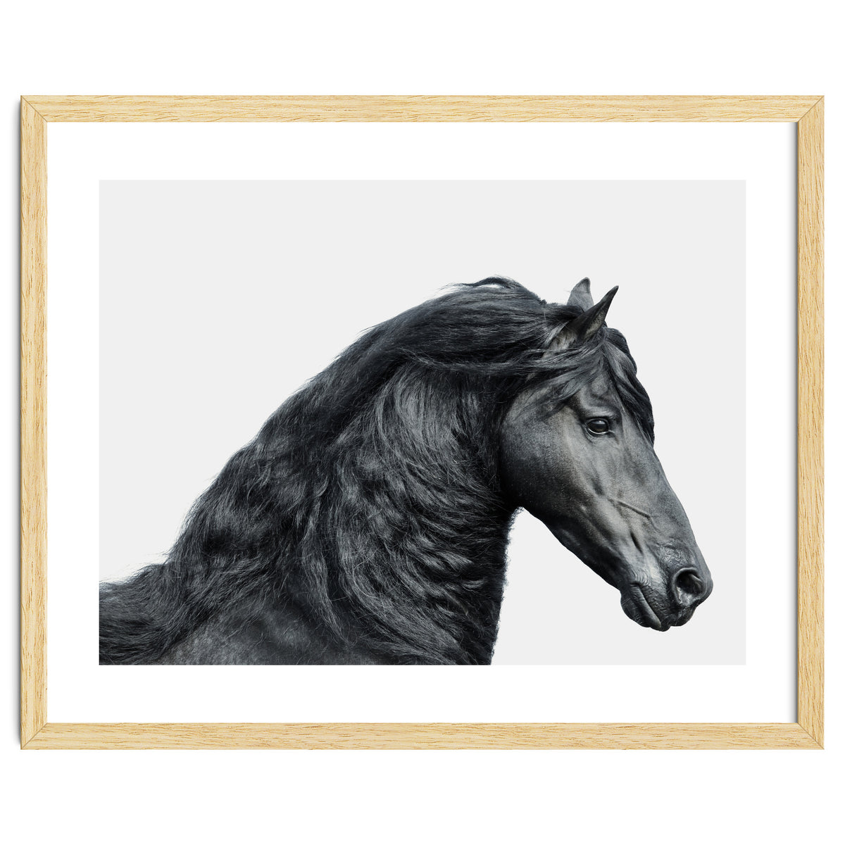 Friesian Horse