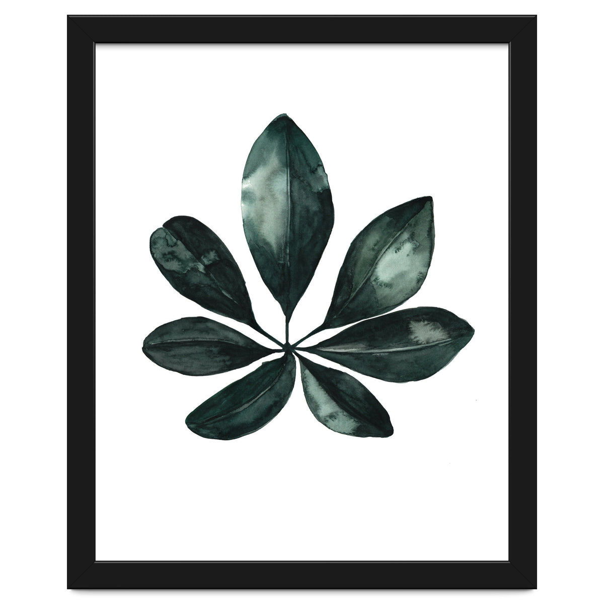 Botanical Illustration Arboricola Schefflera