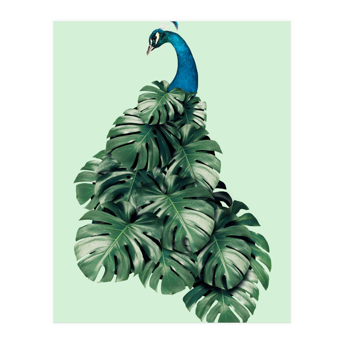 Monstera Bird (Print Only)