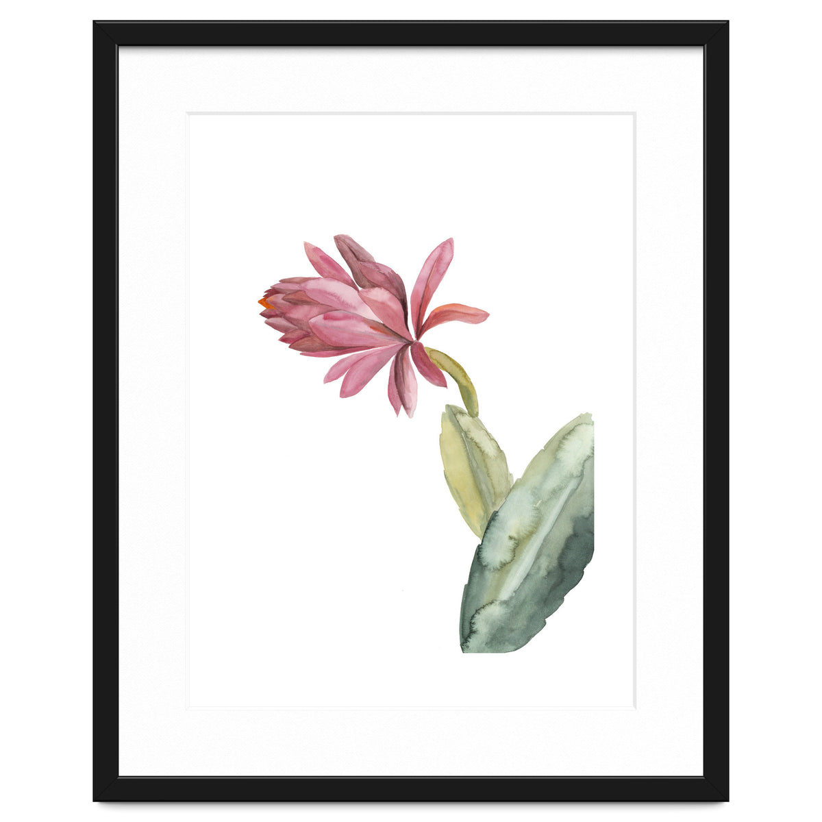Botanical Illustration Pink Cactus Flower