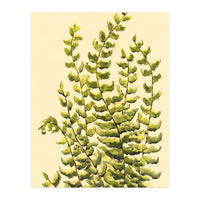 Fern (Print Only)