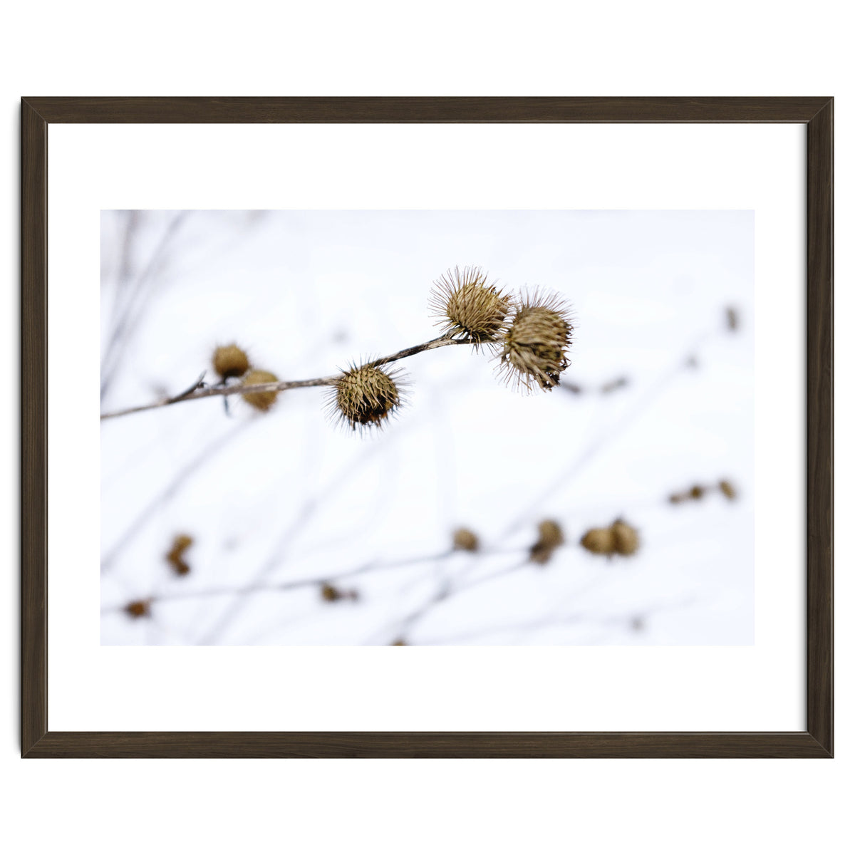 Winter Thistles