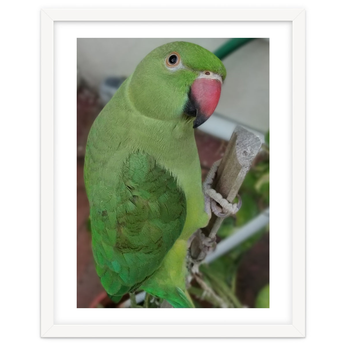 Lucky Indian Parakeet