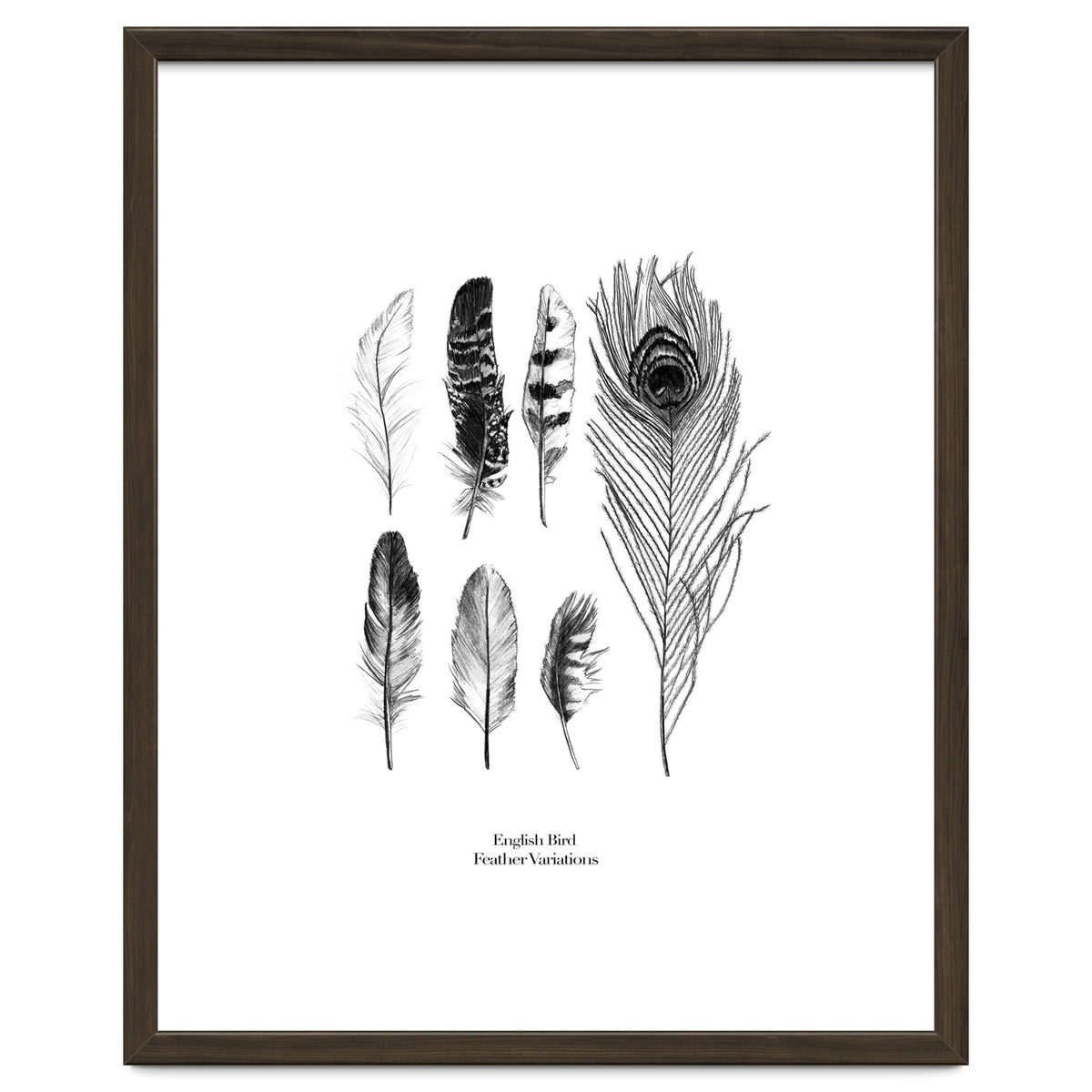 English Feather Variations