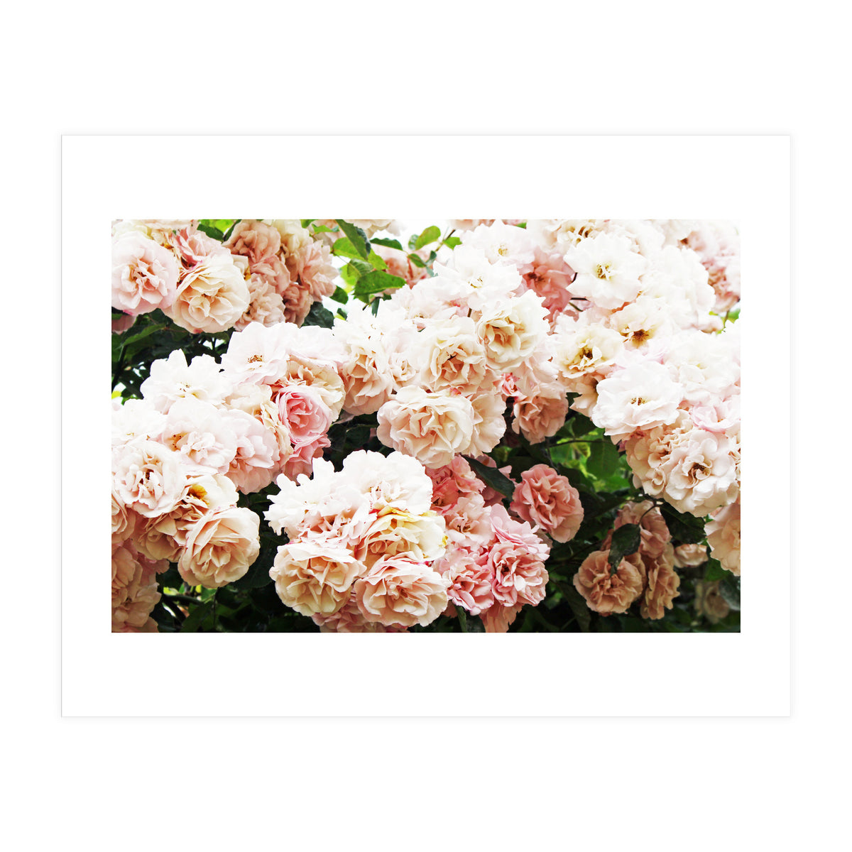 Roses (Print Only)