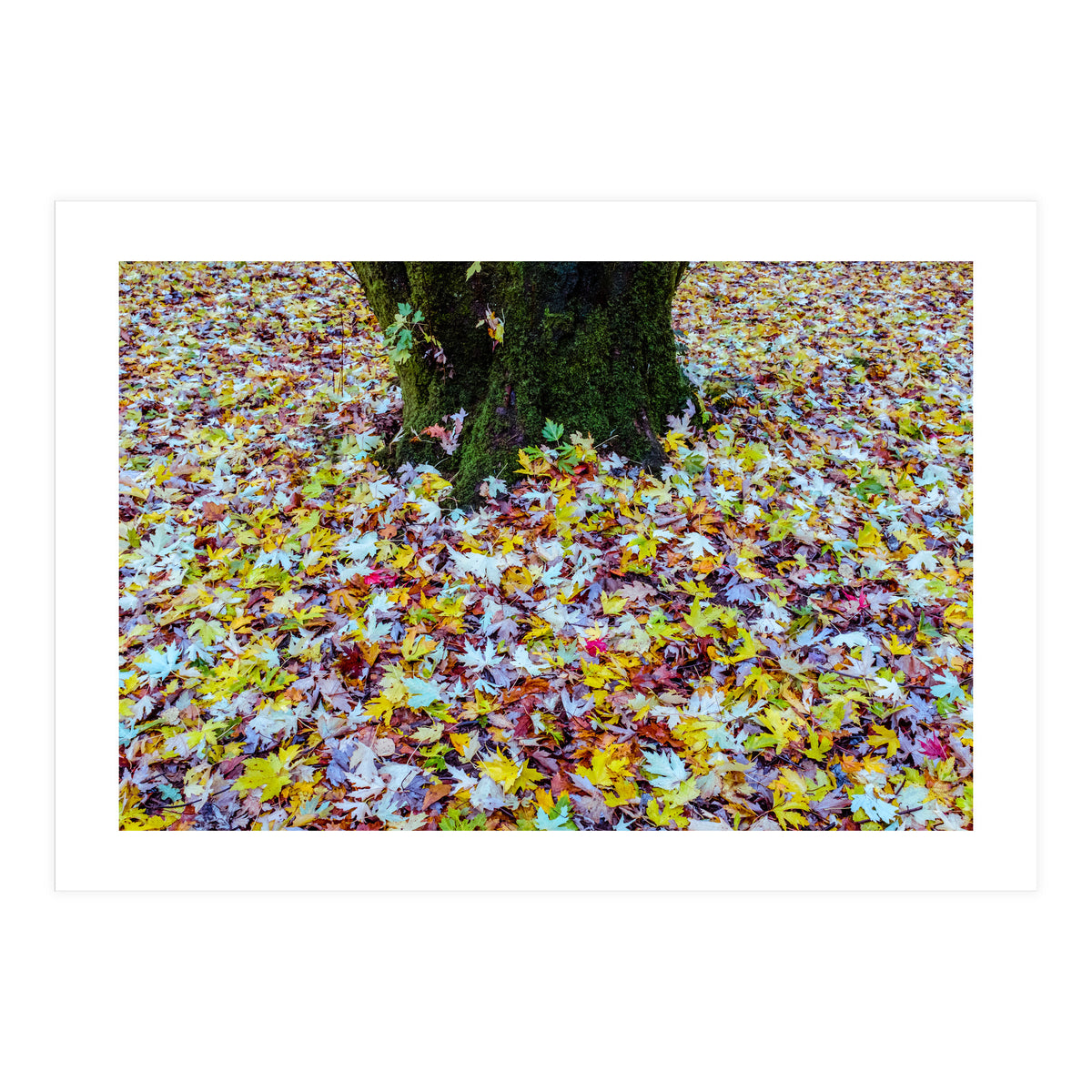 Autumn Leaves (Print Only)