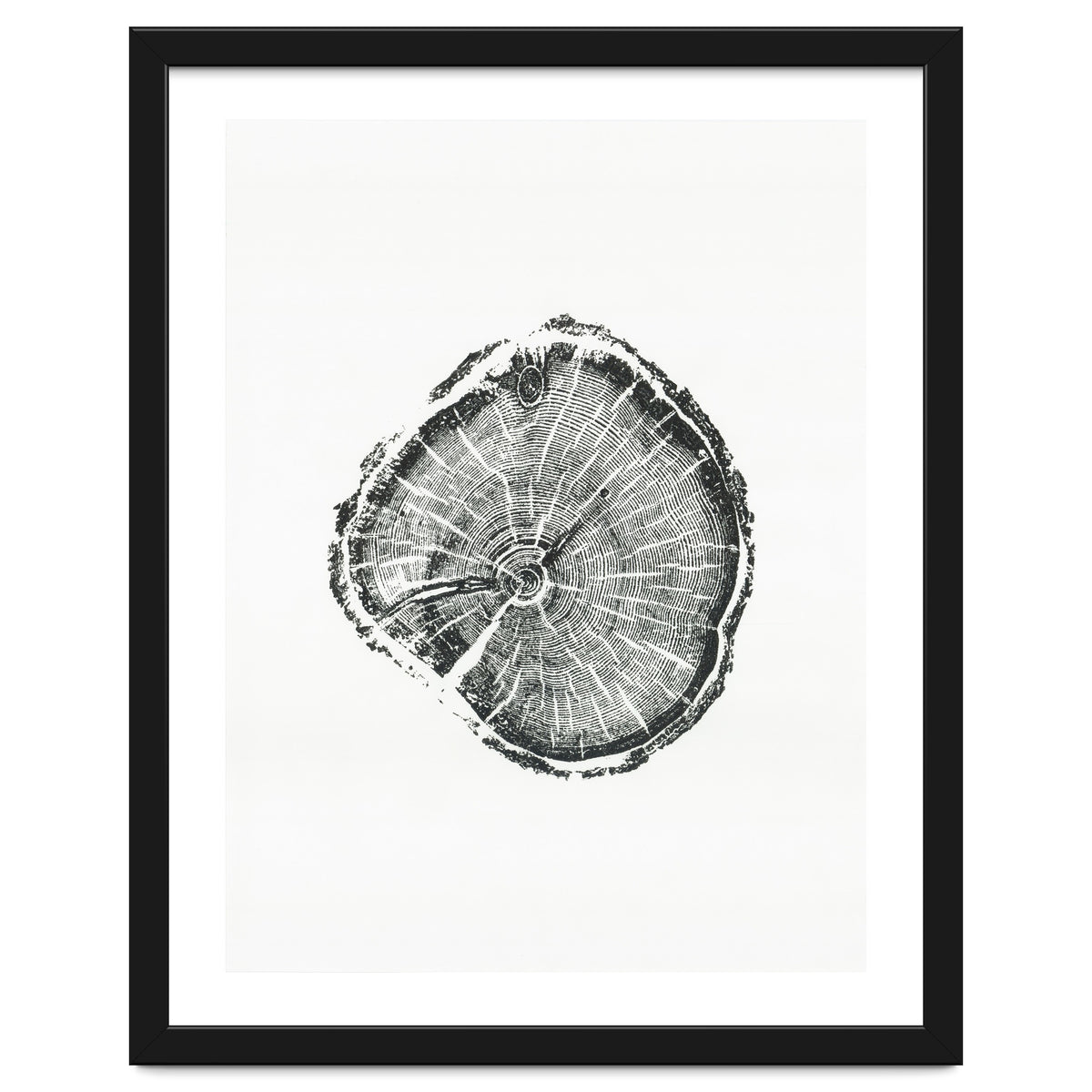 Tree Ring Print, Albion Basin, Utah, Pine Tree Print