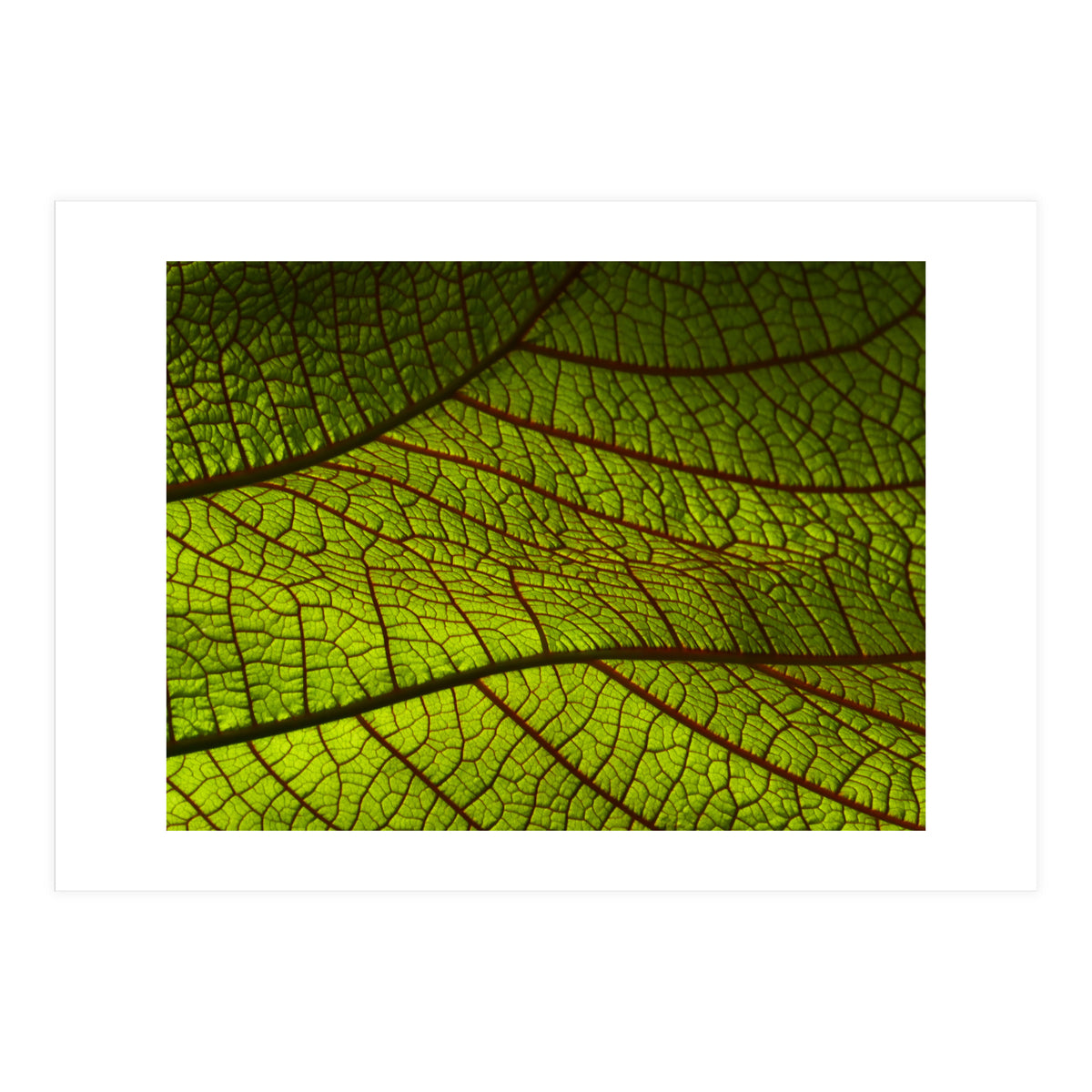 Leaf (Print Only)
