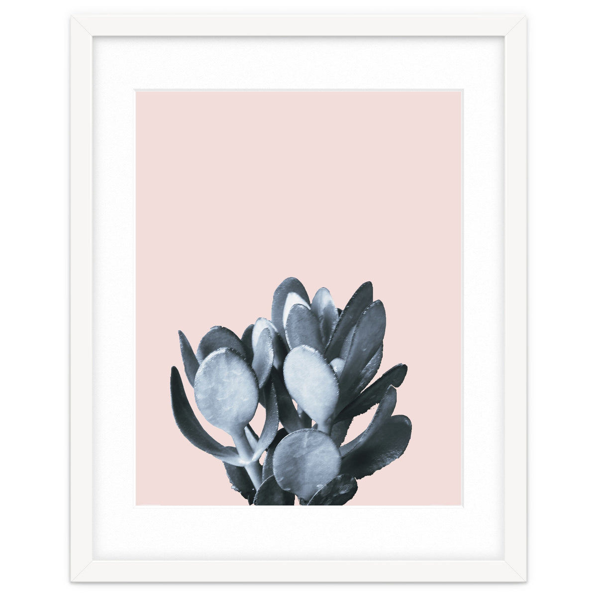 Cactus collection BL-II