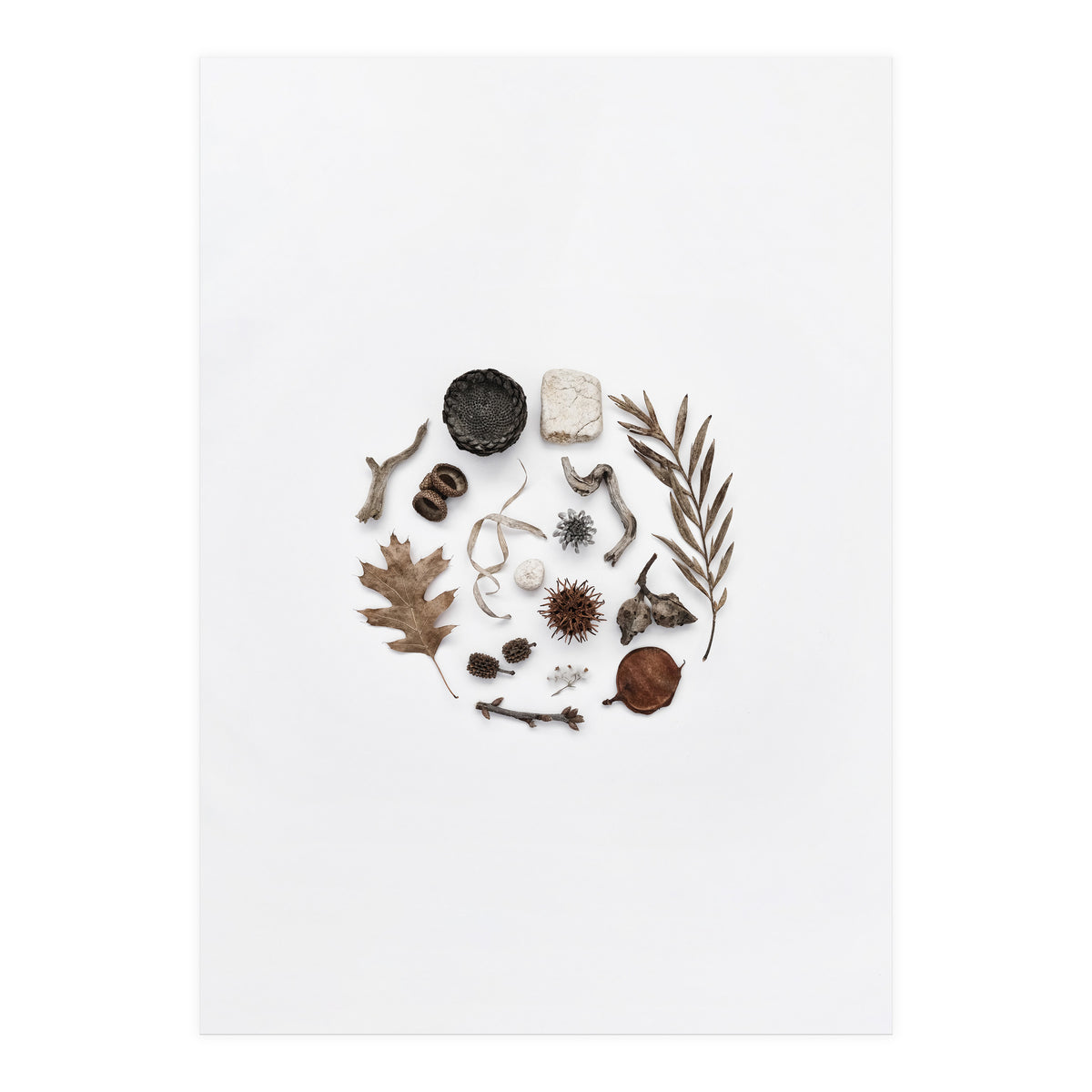 Treasures From Nature No. 2 (Print Only)