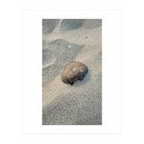 Coastal Shell (Print Only) thumbnail
