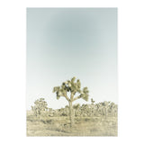 Vintage Joshua Tree  (Print Only) thumbnail