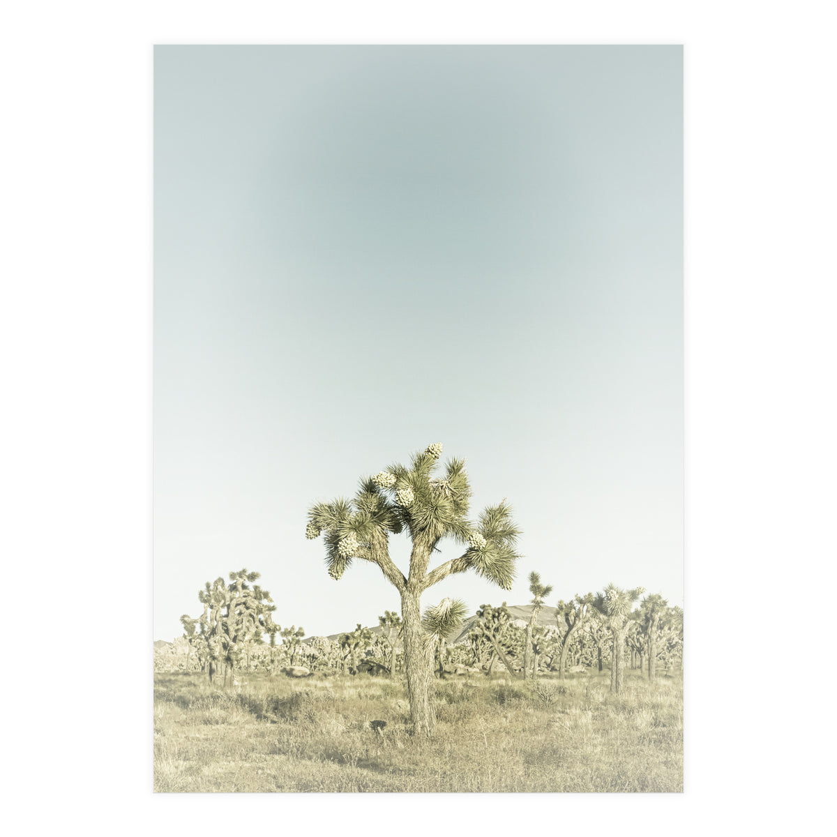 Vintage Joshua Tree  (Print Only)