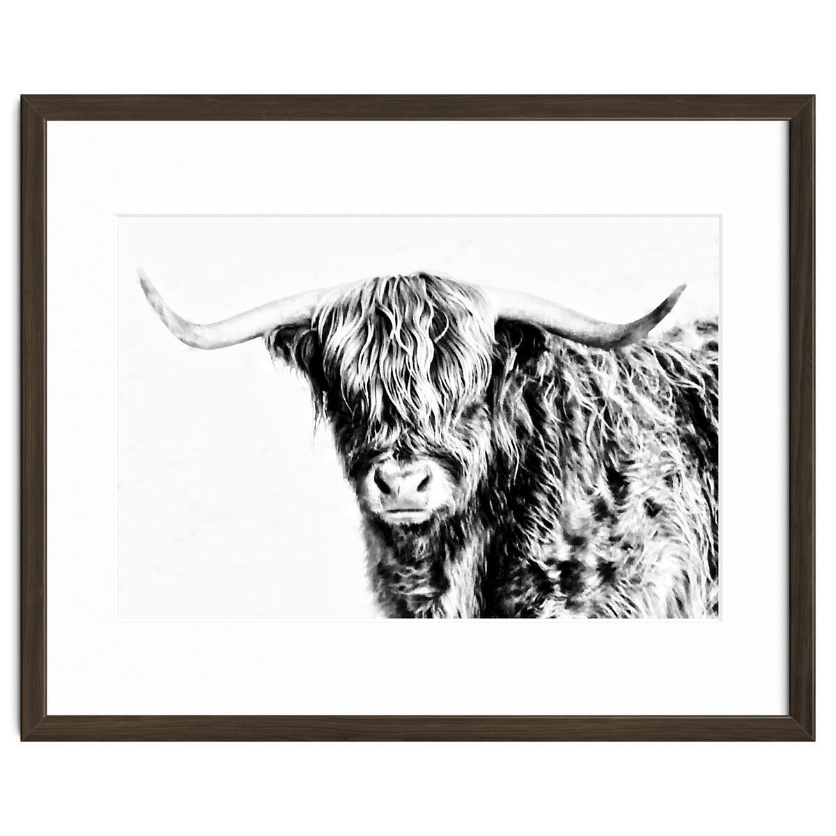 Highland bull