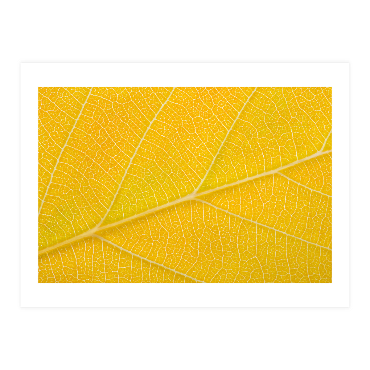 Autumn Leaf (Print Only)