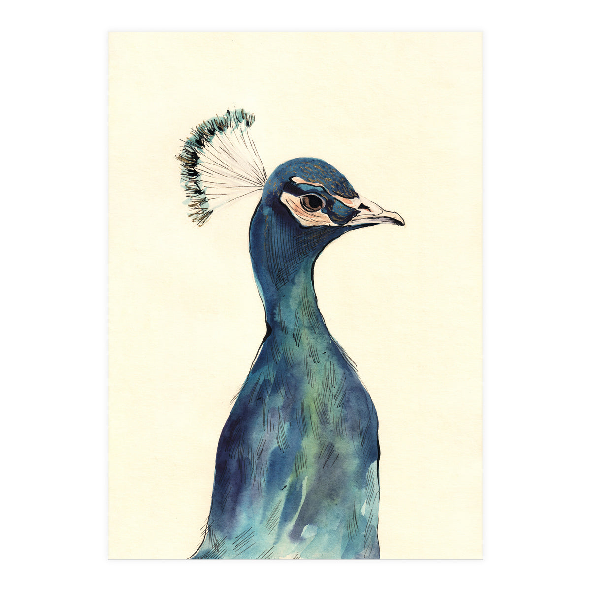 Peacock (Print Only)