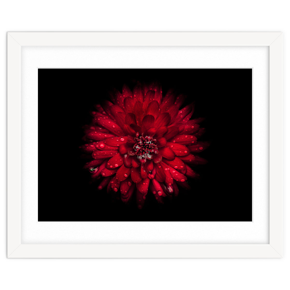 Backyard Flowers 45 Color Version