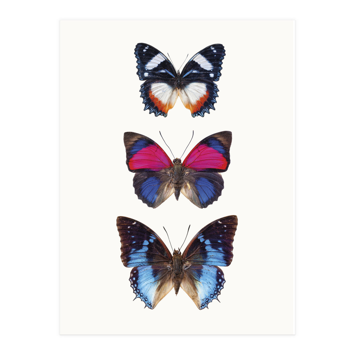 Cc Butterflies 03 (Print Only)