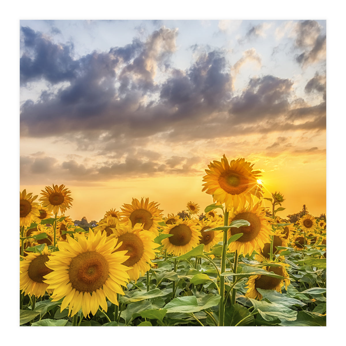 Sunflowers in sunset (Print Only)