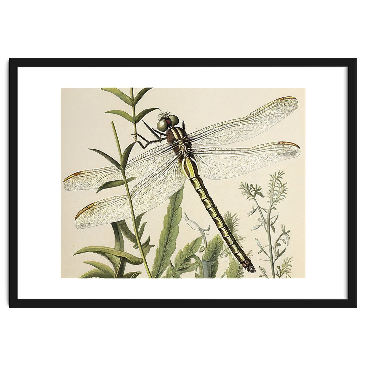 Dragonfly Vintage Illustration