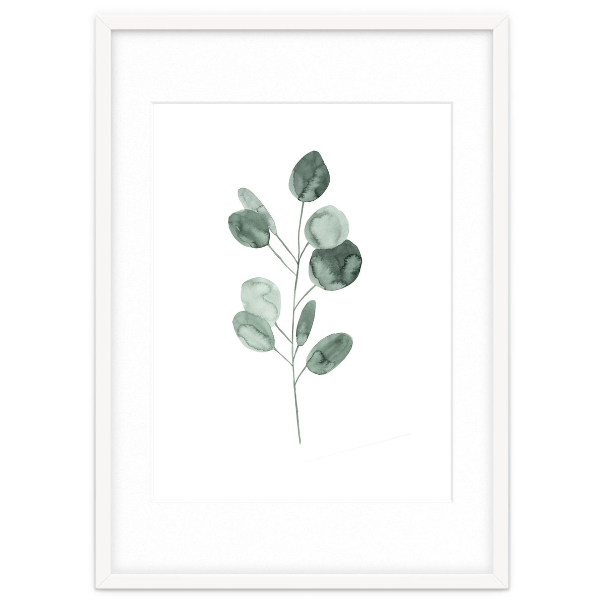Botanical Illustration Eukalyptus2