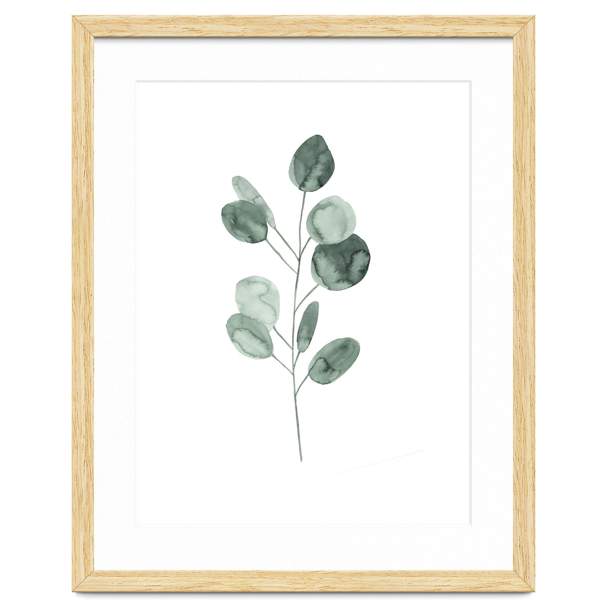 Botanical Illustration Eukalyptus2